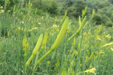 黃花菜