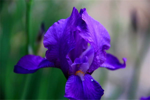 冬季臥室里養(yǎng)什么花比較好？這些花殺菌又除塵！