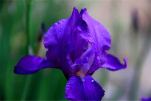 冬季臥室里養(yǎng)什么花比較好？這些花殺菌又除塵！