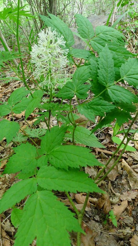 類(lèi)葉升麻植株