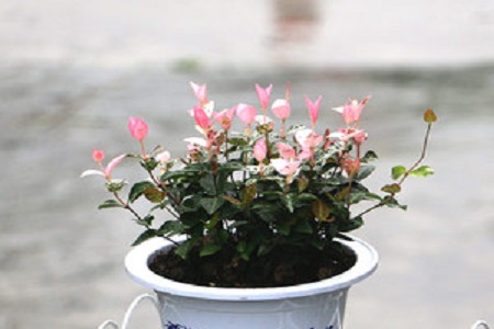 彩葉竹芋