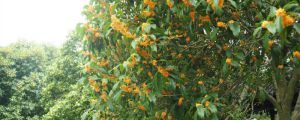 桂花樹(shù)可以種在院子里嗎
