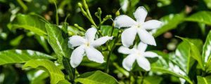 風(fēng)車(chē)茉莉冬天怎么養(yǎng)，能耐多少度的寒冷低溫？