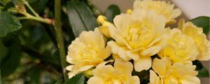 黃木香幾年可以開(kāi)花，黃木香有香味嗎