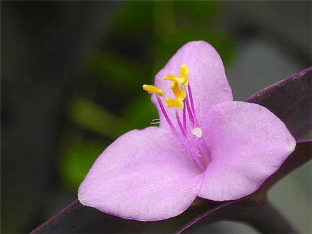 紫鴨趾草開(kāi)花