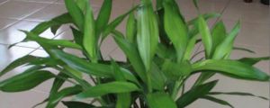 發(fā)財(cái)竹一般水養(yǎng)幾根，發(fā)財(cái)竹用什么水養(yǎng)