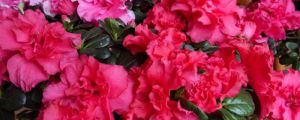 杜鵑花冬季開花管理，杜鵑花的花期管理事項(xiàng)
