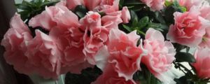 杜鵑花花期能施肥嗎，杜鵑花什么時(shí)候施肥