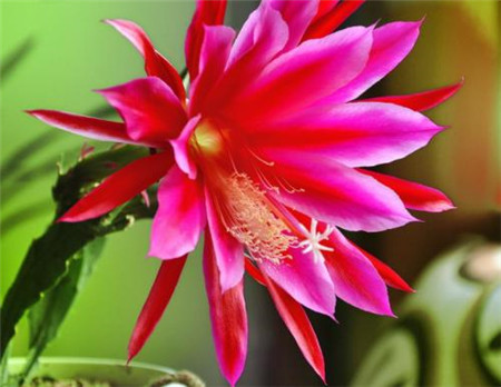 令箭荷花開(kāi)花