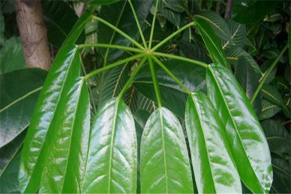 大葉傘的風(fēng)水作用，這樣擺放全家運(yùn)氣好！