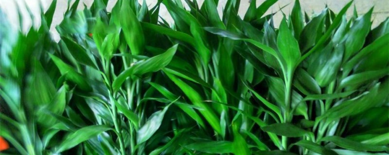 富貴竹能曬太陽嗎，富貴竹能放臥室嗎