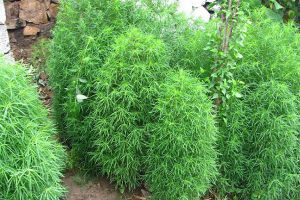 掃帚菜的功效與作用