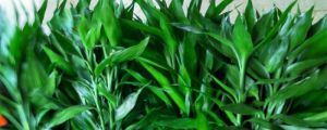 富貴竹能曬太陽(yáng)嗎，富貴竹能放臥室嗎