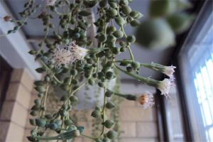 珍珠吊蘭的風(fēng)水作用，這樣擺放全家運(yùn)氣旺！