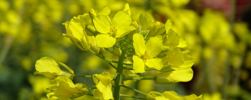 油菜花圖片（形態(tài)特征和養(yǎng)護方法簡介）