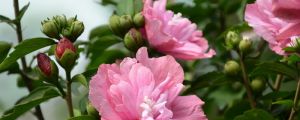 木槿和扶?；ǖ膮^(qū)別
