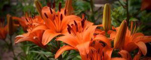 百合花圖片（形態(tài)特征和養(yǎng)護(hù)方法簡介）