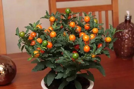 珊瑚豆