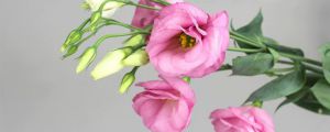 粉色桔?；ㄕZ(yǔ)，不同顏色的花語(yǔ)