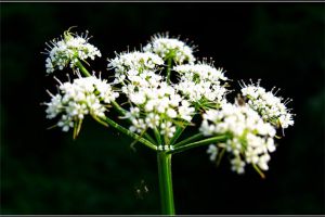 白芷的花語(yǔ)和傳說(shuō)