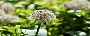 大蒜會(huì)開花嗎，如何繁殖