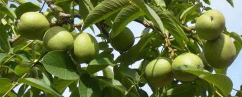 麻核桃樹嫁接技術