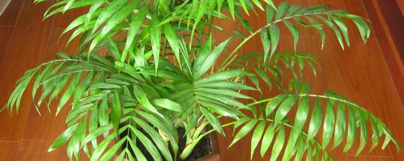 夏威夷竹開(kāi)花要不要剪