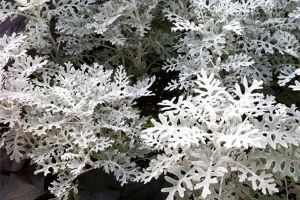雪葉蓮有毒嗎，可以家養(yǎng)嗎