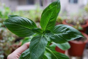 幾塊錢的花擺在廚房里，隨手揪點(diǎn)扔菜里，超好吃！