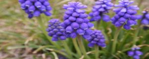 藍風鈴花語，怎么養(yǎng)殖