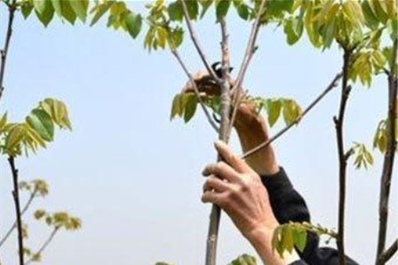 修剪核桃樹(shù)