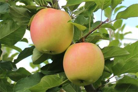 水蜜桃蘋(píng)果