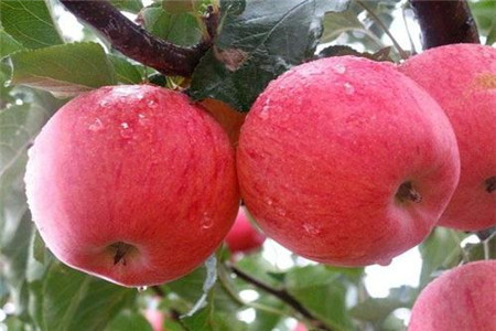 中秋王蘋(píng)果