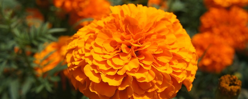 萬壽菊的花期是什么時(shí)候，幾點(diǎn)開花