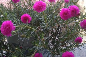 家里有孩子，這幾種花你還敢養(yǎng)嗎