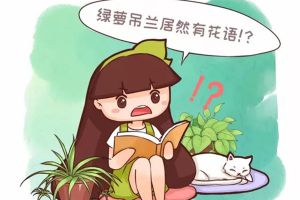 綠蘿吊蘭也有花語？養(yǎng)了大半輩子，你竟然不知道