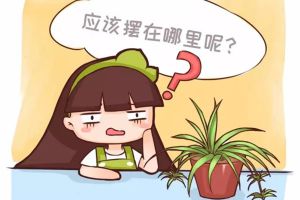 臥室客廳養(yǎng)花，養(yǎng)不對危害家人健康，不看后悔