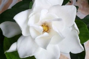 這7種花，讓你家里沒(méi)蚊子，太實(shí)用了