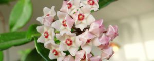 球蘭怎么養(yǎng)（四季養(yǎng)護(hù)），快速開(kāi)花的小竅門