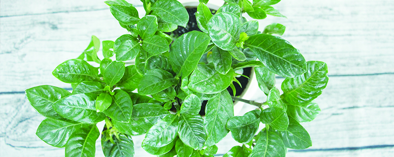 植物冬天能換盆嗎，冬天哪些花卉可以換盆