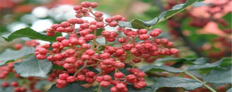 花椒種子怎樣育苗，花椒苗什么時(shí)候種植