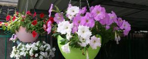 時(shí)鐘花有哪種類，為什么叫時(shí)鐘花