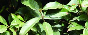 院子里種桂花樹(shù)好嗎，栽在院子什么位置