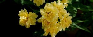 黃木香種植方法，黃木香種植環(huán)境