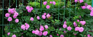 紅木香薔薇長多久開花，紅木香與薔薇的區(qū)別