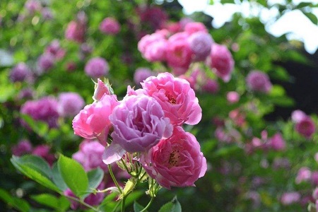 薔薇花