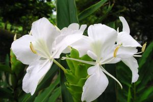 姜花有毒嗎，可以吃嗎