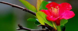 杜鵑花開完花怎么修剪，盆栽杜鵑修剪方法圖