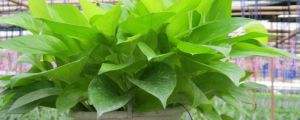 自制綠蘿營養(yǎng)液：啤酒、淘米水、蚯蚓糞水都可以