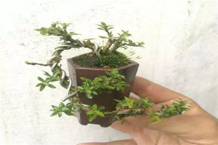 柏樹(shù)